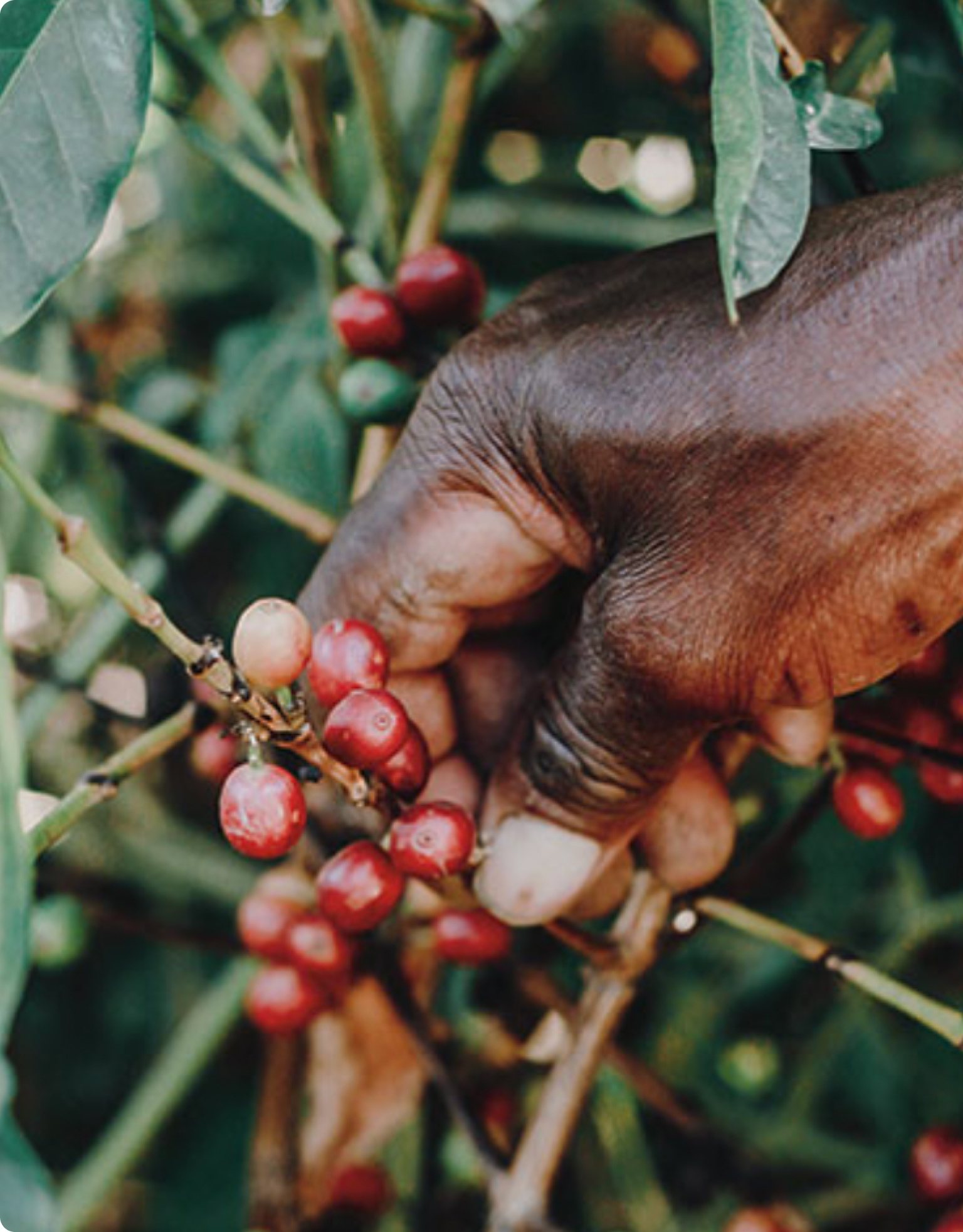 Coorg Arabica Coffee